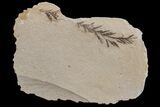 Dawn Redwood (Metasequoia) Fossil - Montana #165167-1